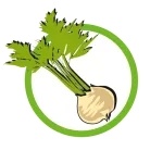 Celery and products thereof